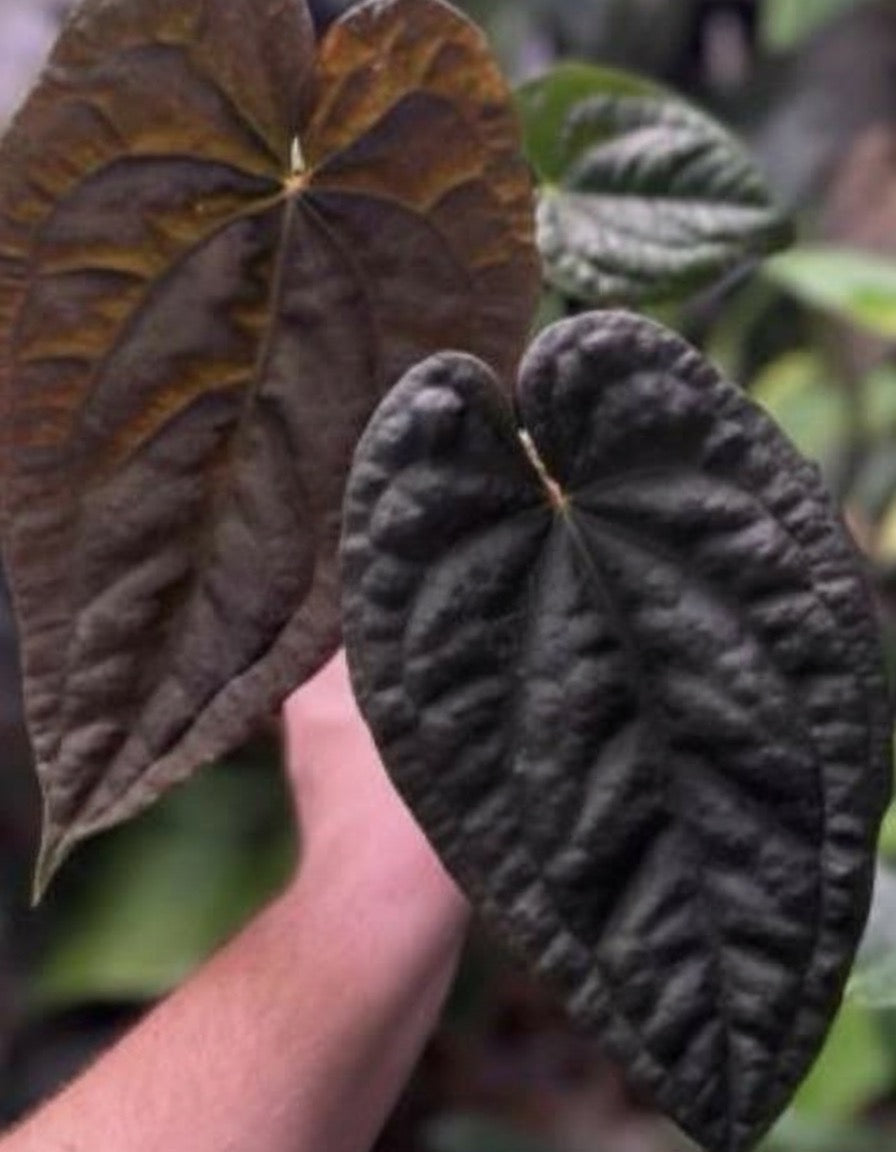 Anthurium Black Magic