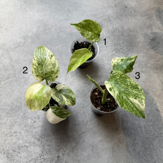 Monstera Legacy
