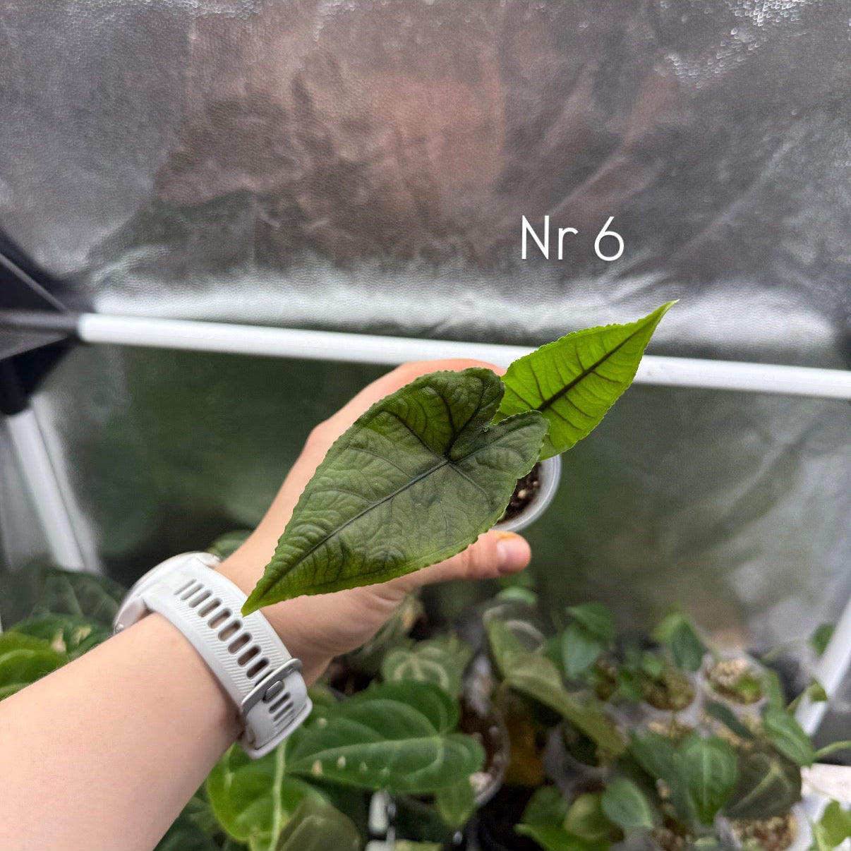 Alocasia Olanii