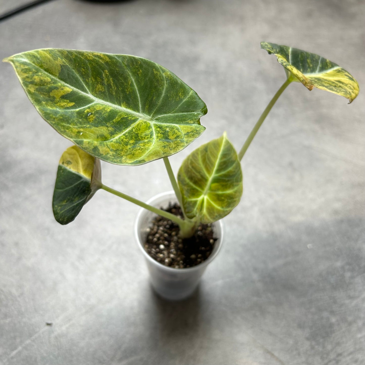 Alocasia Black Velvet Gold
