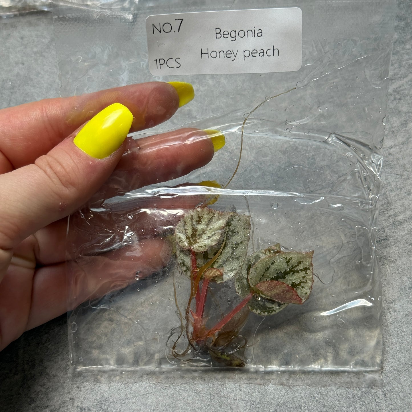 TC Begonia Honey Peach