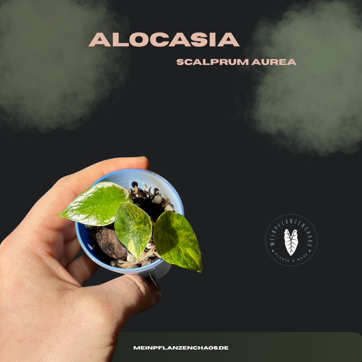 Alocasia Scalprum Aurea