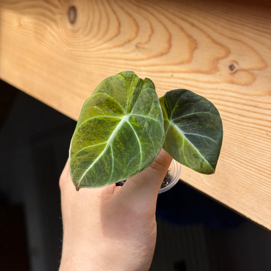 Alocasia Black Velvet Gold