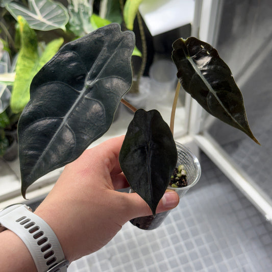 Alocasia Chantrieri