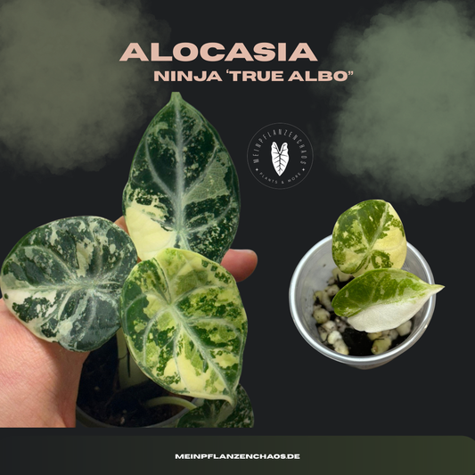 Alocasia Ninja True Albo