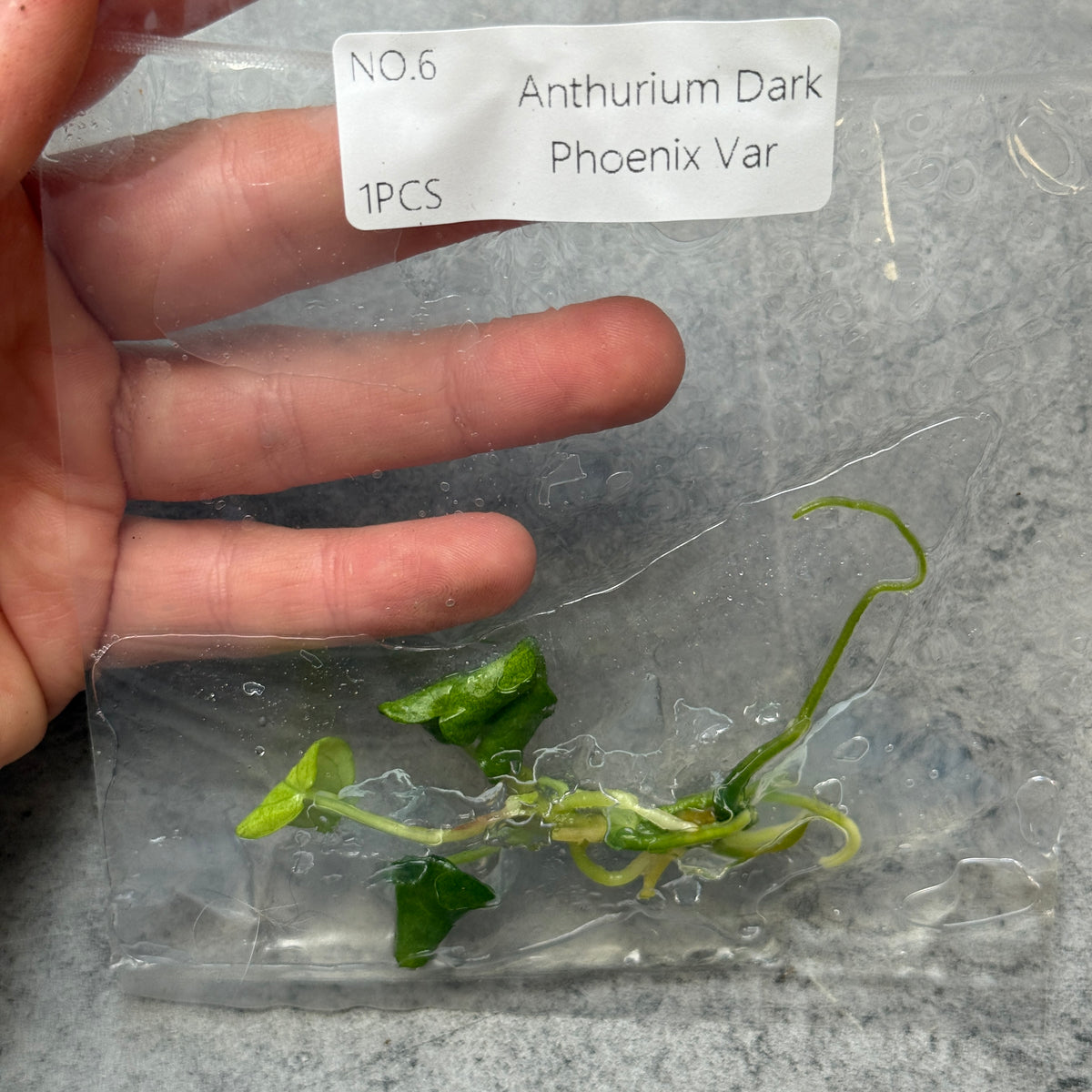 TC Anthurium Dark Phoenix Mint