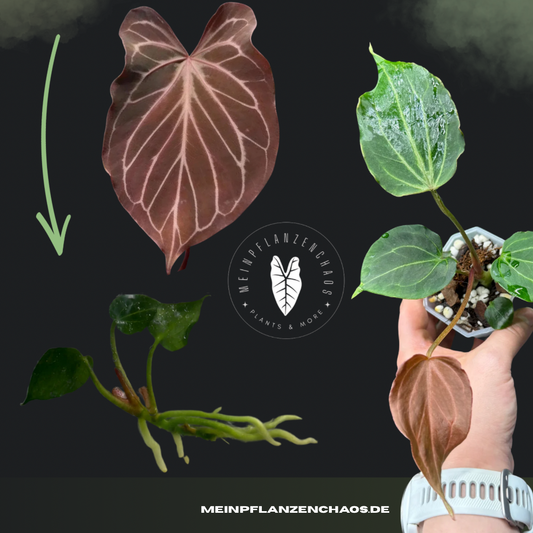 TC Anthurium KOS Butterfly Leaf