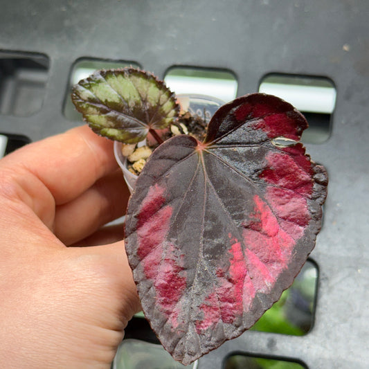 Begonia Red Kiss