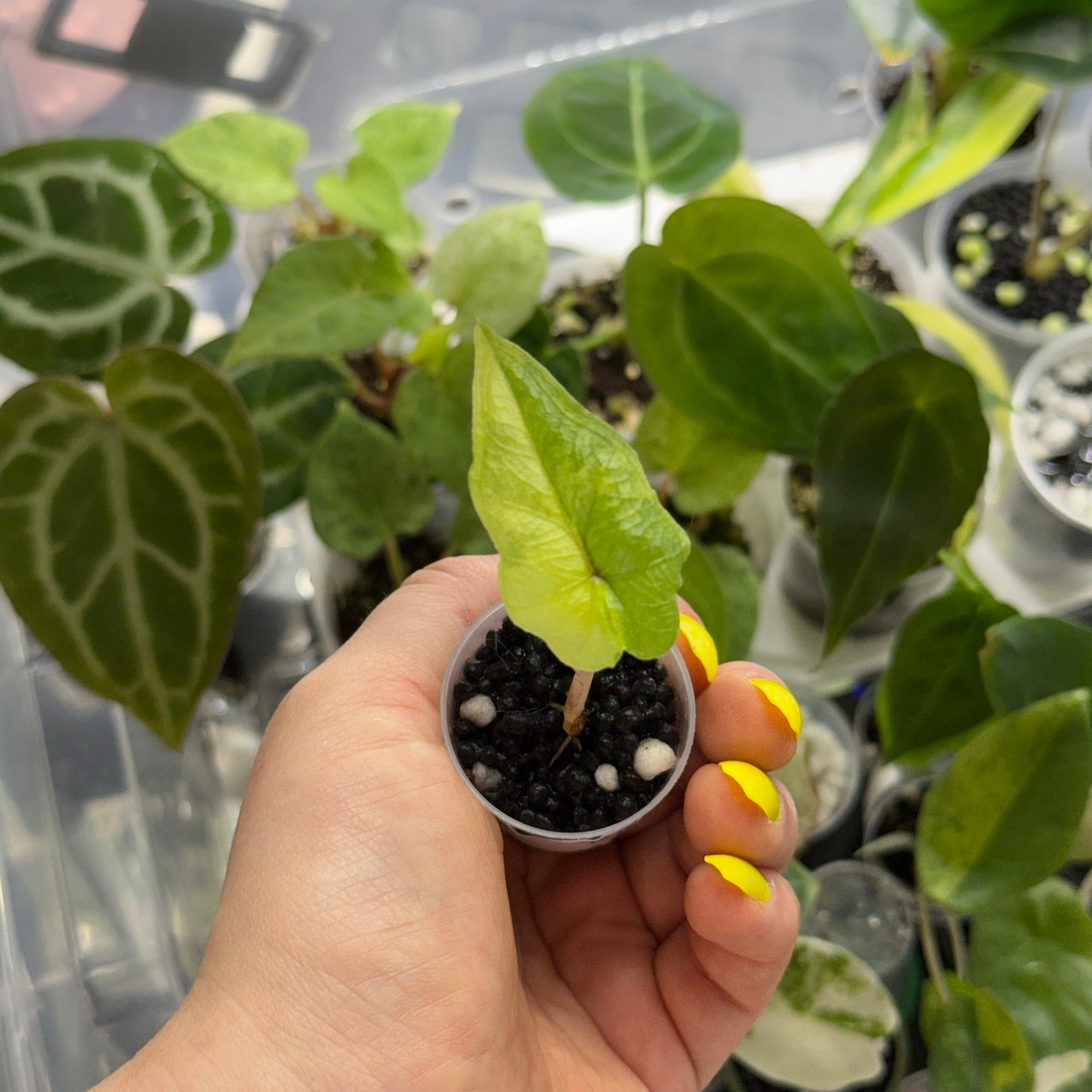 Alocasia Jacklyn Aurea Variegata