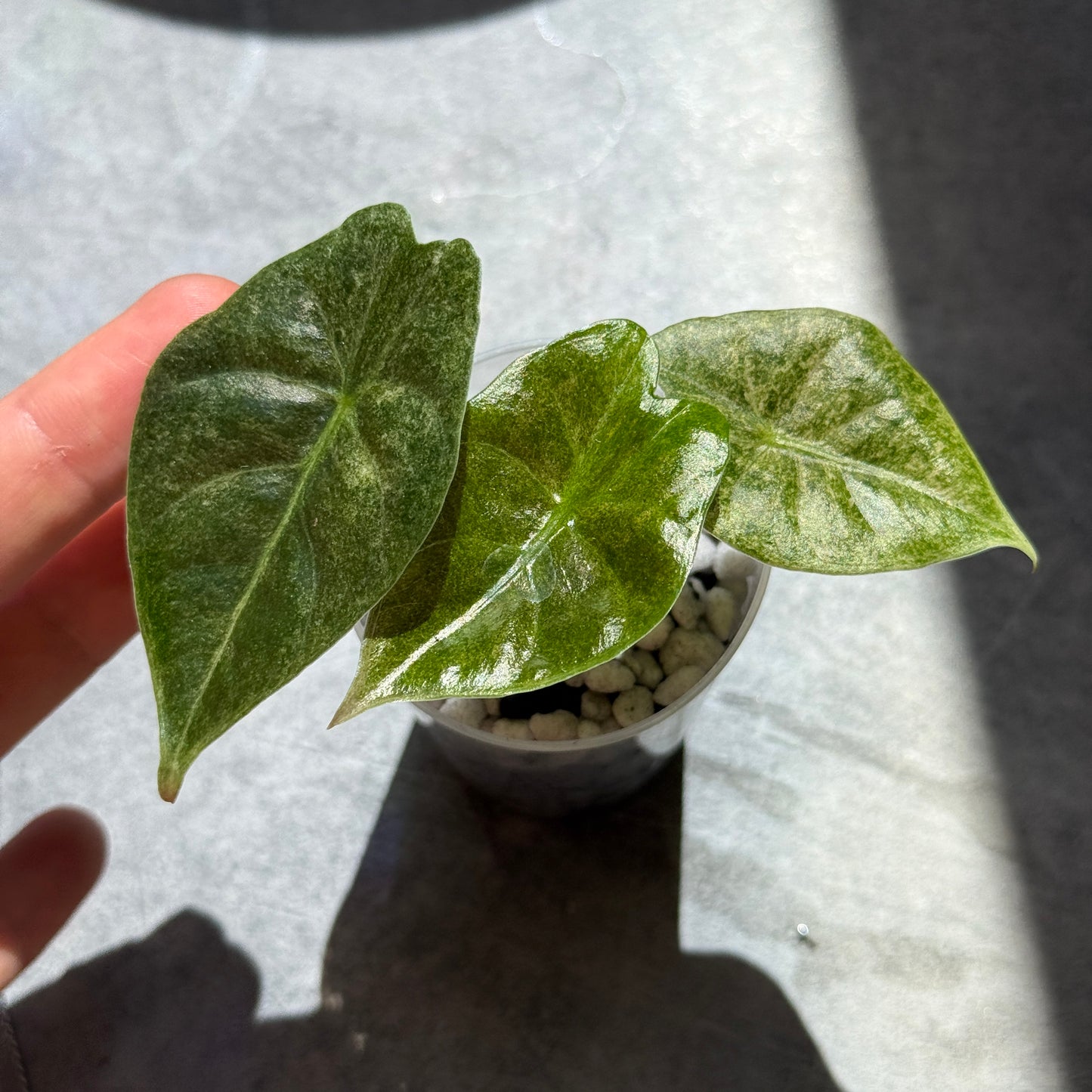 Alocasia Golden Bone Marble Aurea Var