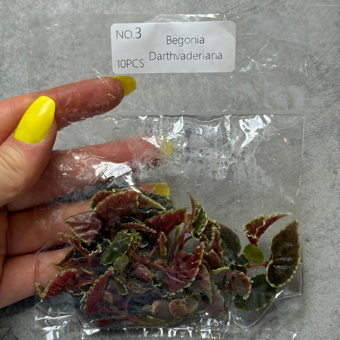 TC Begonia Darthvaderiana