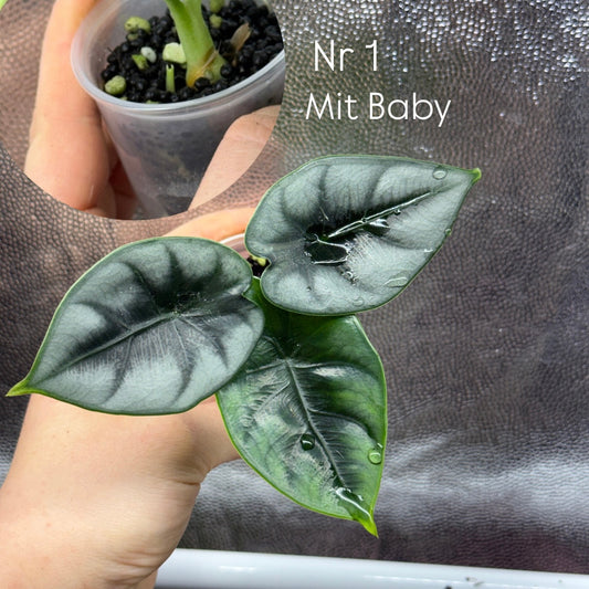 Alocasia Reversa Hannah