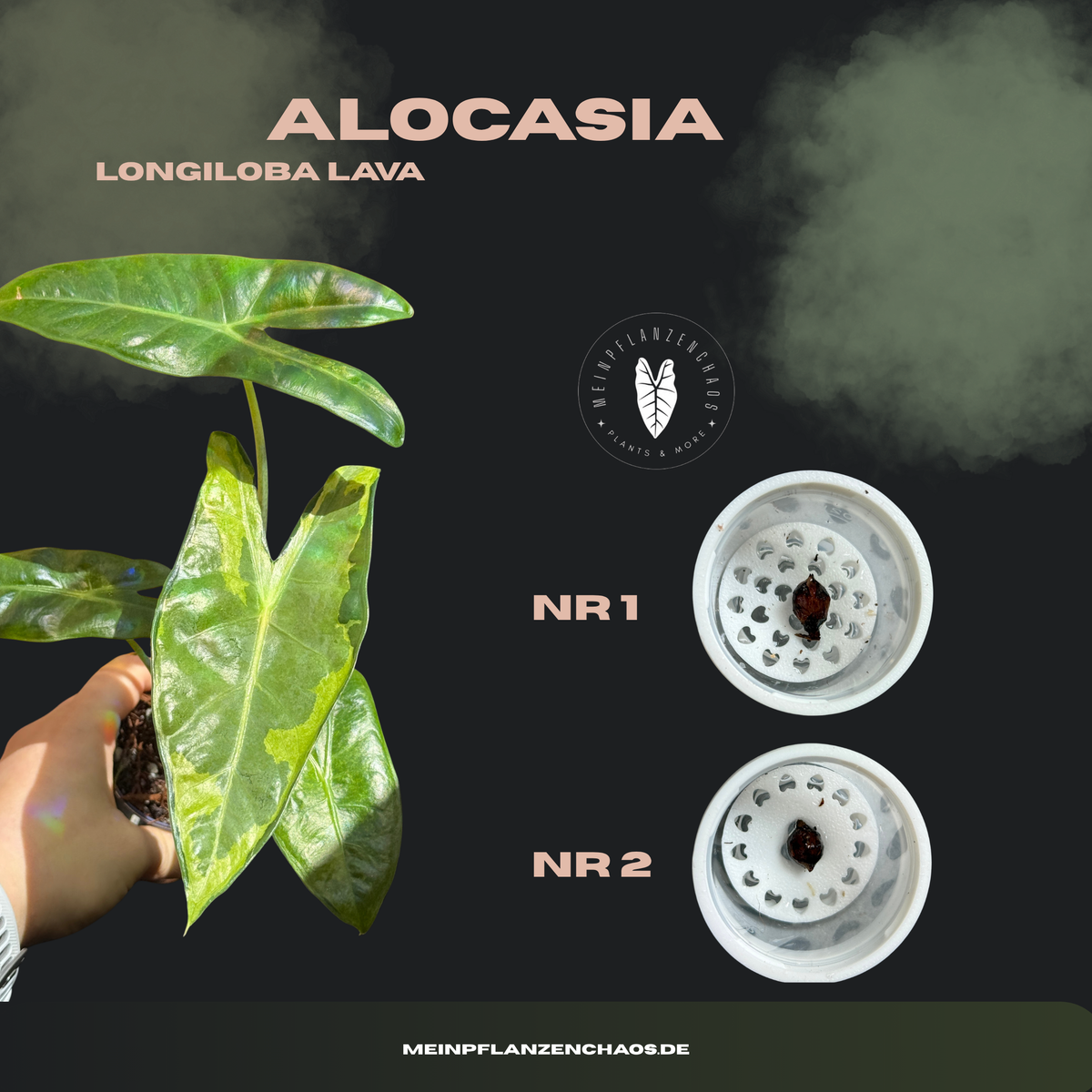Alocasia Longiloba Lava