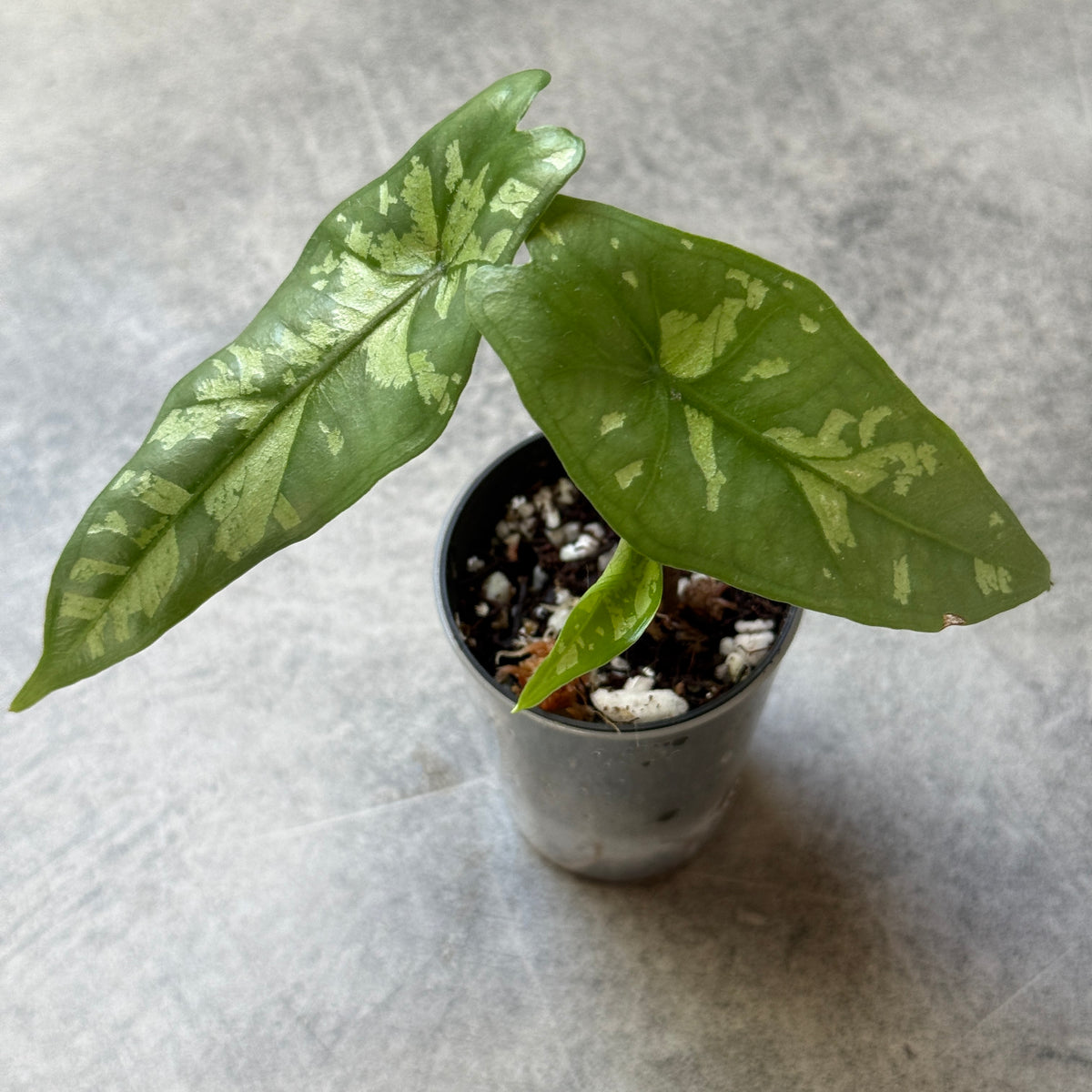 Alocasia Shattered Glass