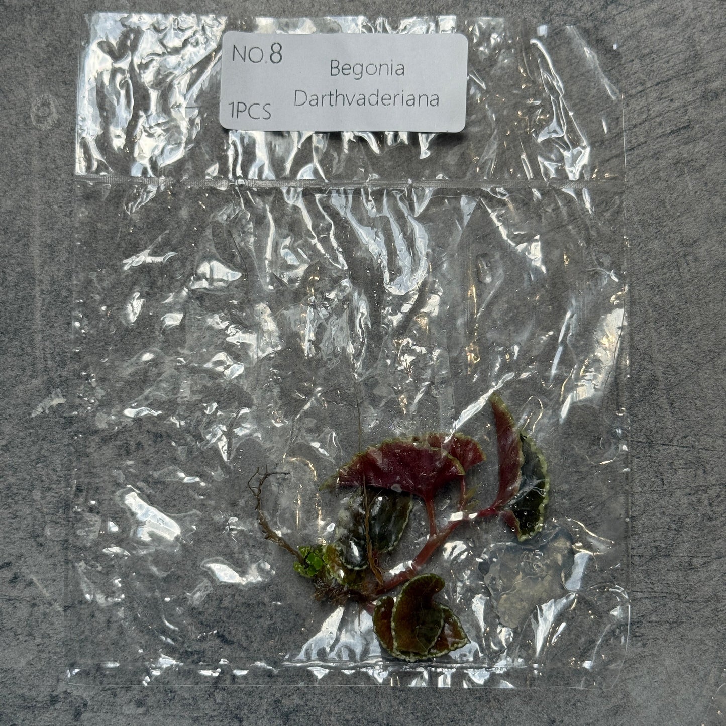 TC Begonia Darthvaderiana