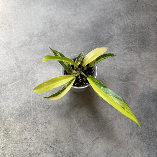 Philodendron Florida Beauty X Tortum Var
