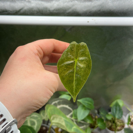 Alocasia Golden Bone Marble Var