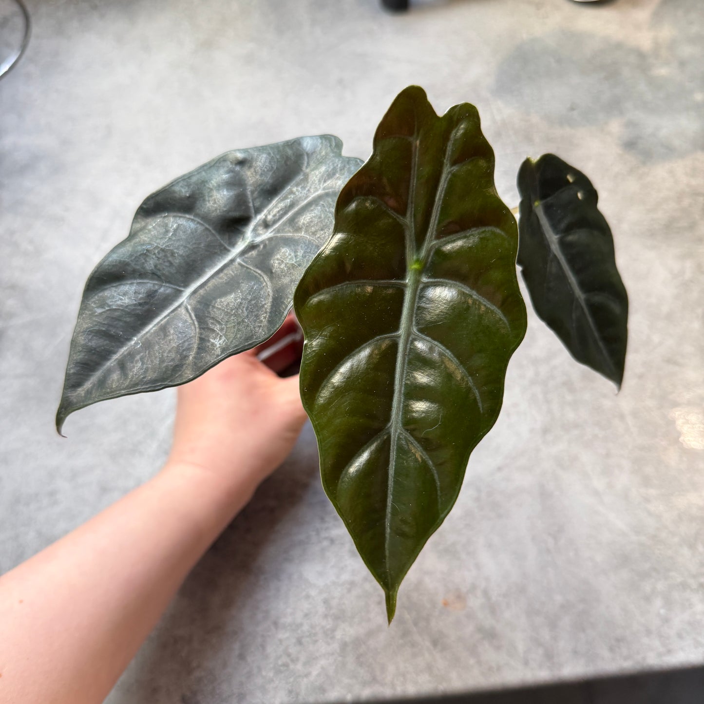 Alocasia Chantrieri