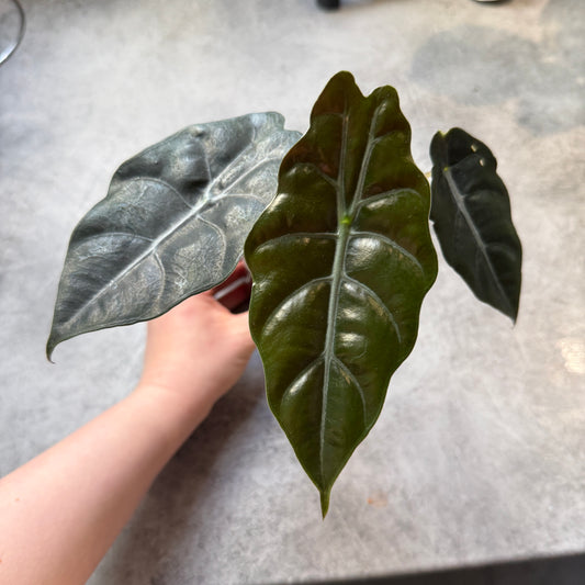 Alocasia Chantrieri
