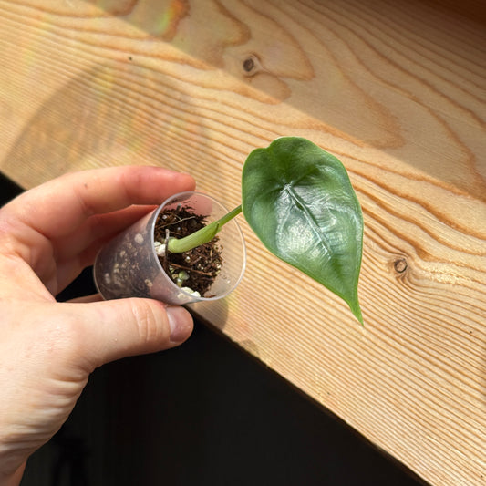 Alocasia Reversa Hannah