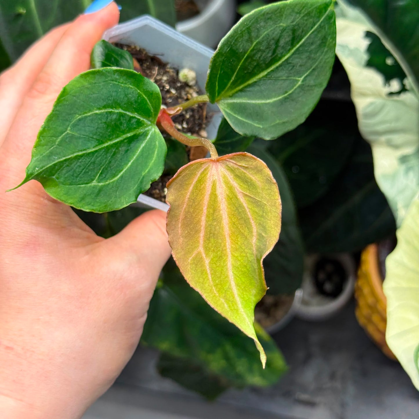 TC Anthurium KOS Butterfly Leaf