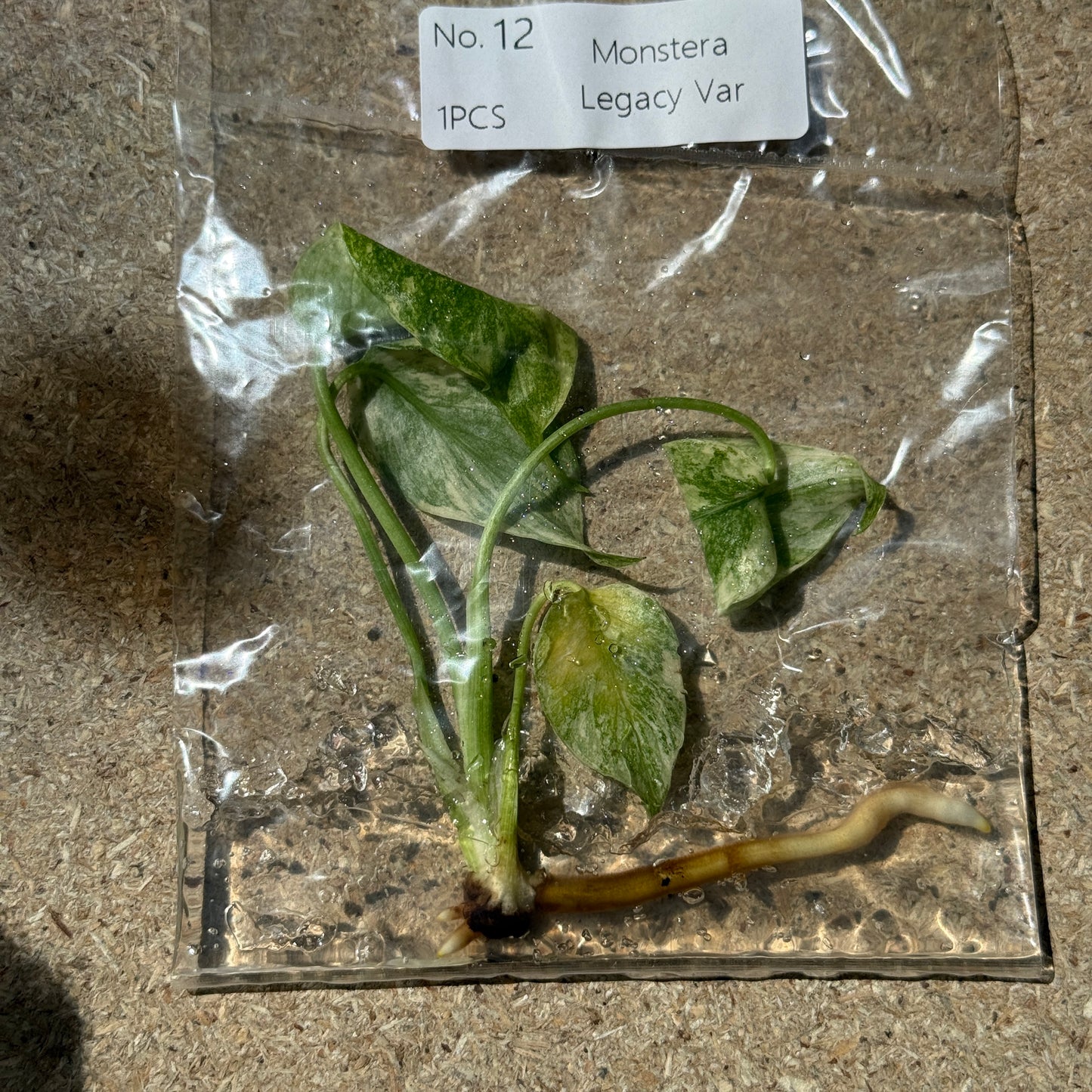 TC Monstera Legacy