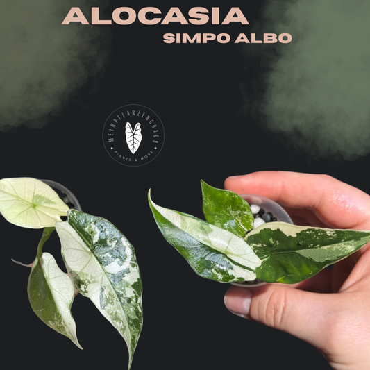 Alocasia Simpo Albo