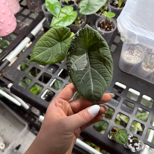 Alocasia Maharani Albo Low Pana