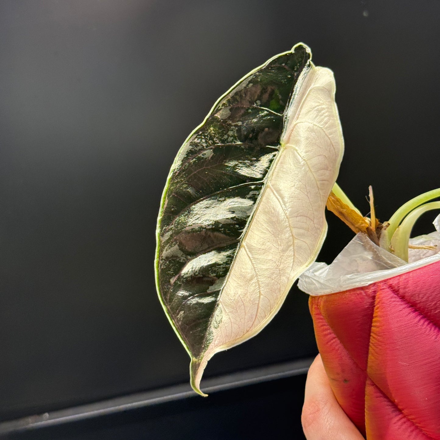 Alocasia Azlanii Albo/Pink Variegata Rhizom