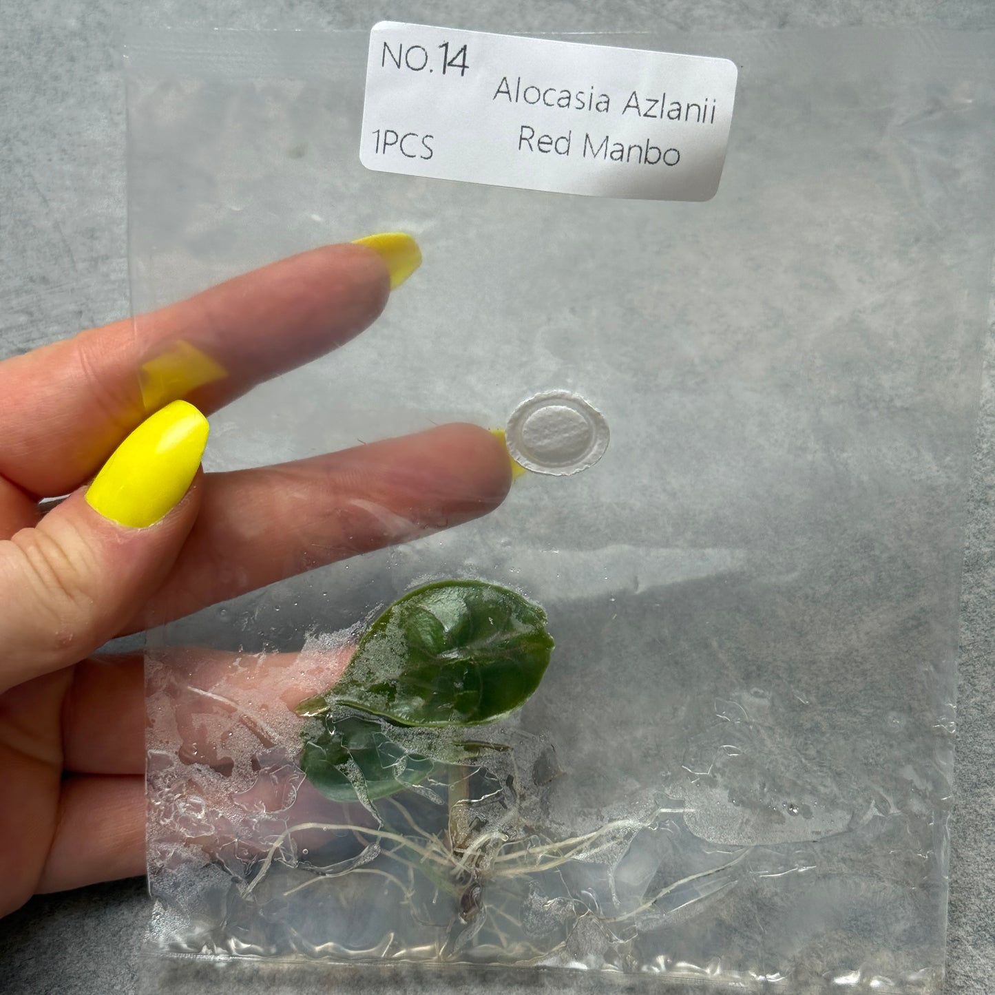 TC Alocasia Azlanii Einzeln und 10er Pack