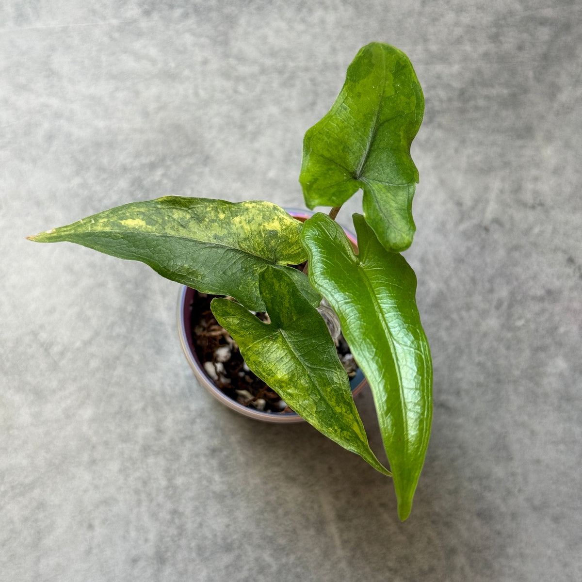 Alocasia Sabrina Aurea Variegata