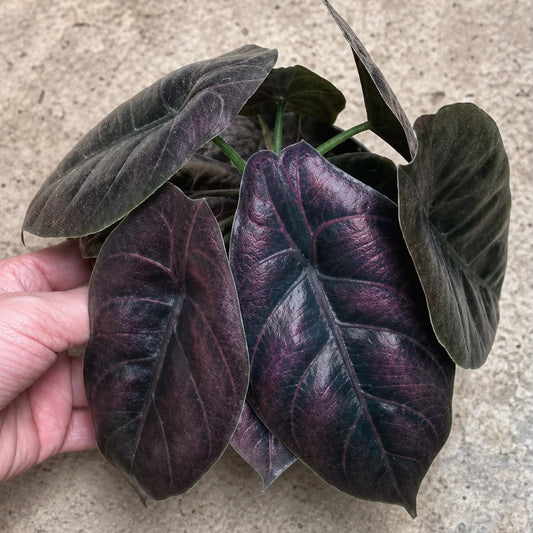 TC Alocasia Azlanii Einzeln und 10er Pack