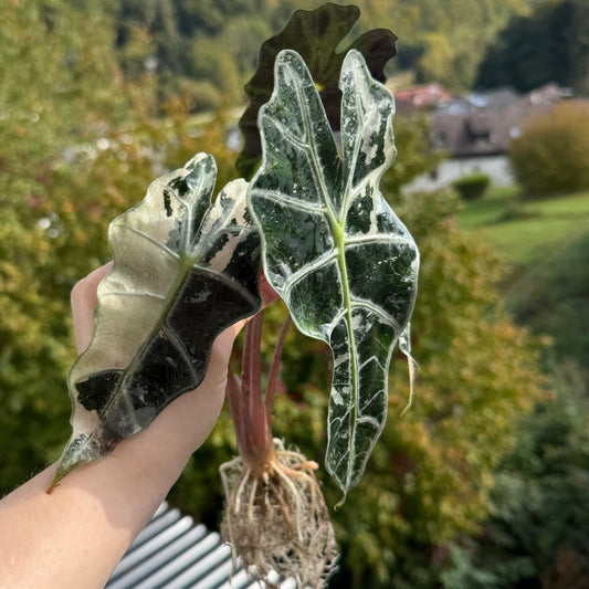 Alocasia Polly Pink Variegata Rhizom