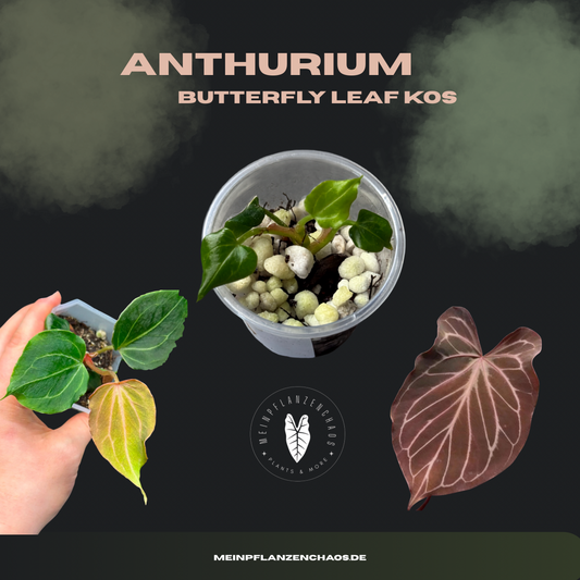 Anthurium Butterfly Leaf KOS