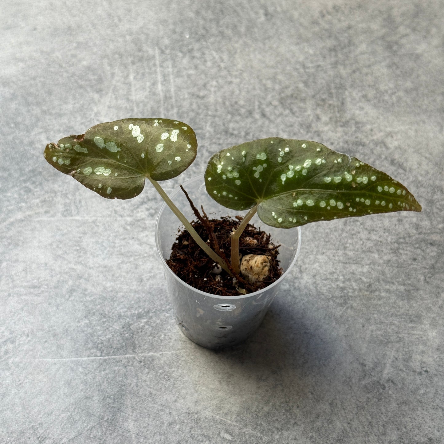 Begonia Pandora