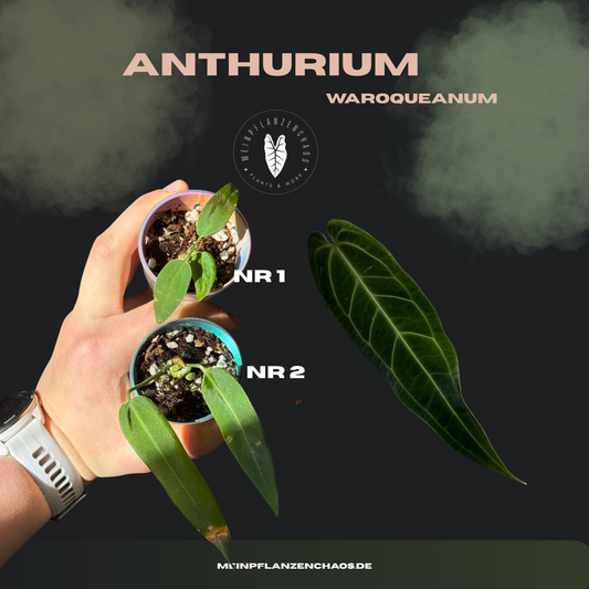 Anthurium Waroqueanum
