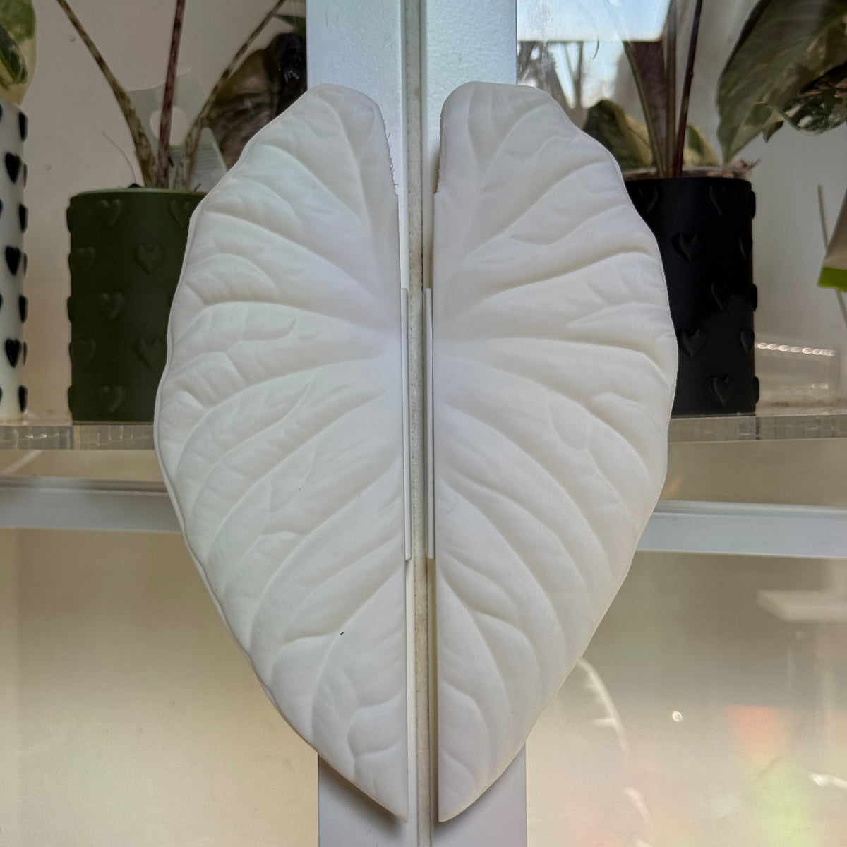 Vitrinengriffe Alocasia Nebula