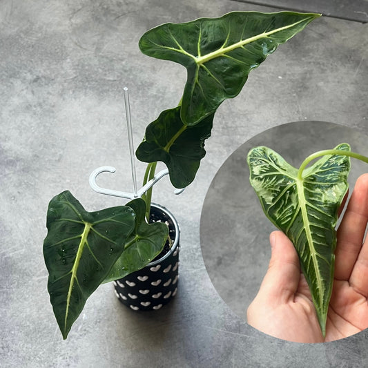 Alocasia Frydek Tattoo / Emerald Tide