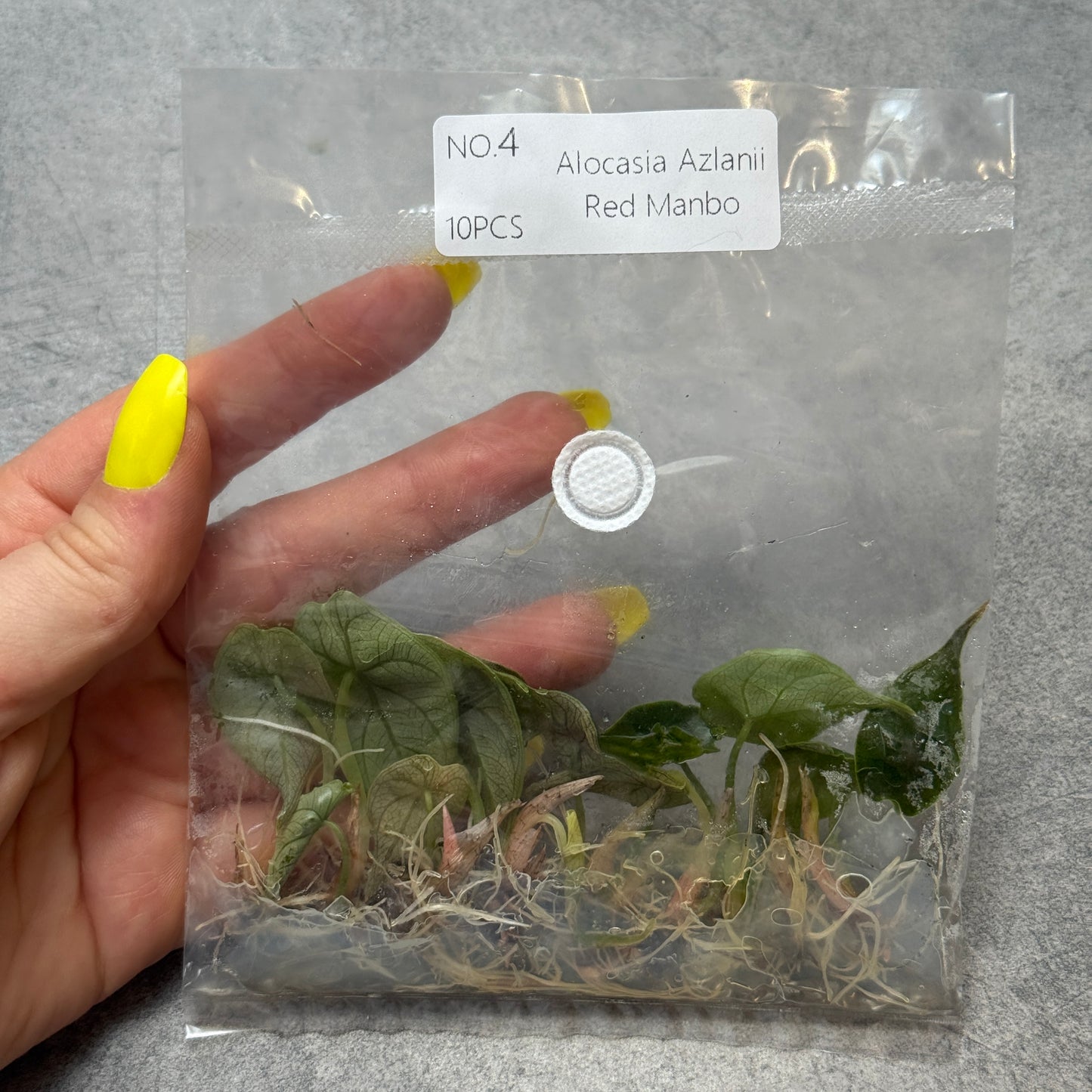 TC Alocasia Azlanii Einzeln und 10er Pack