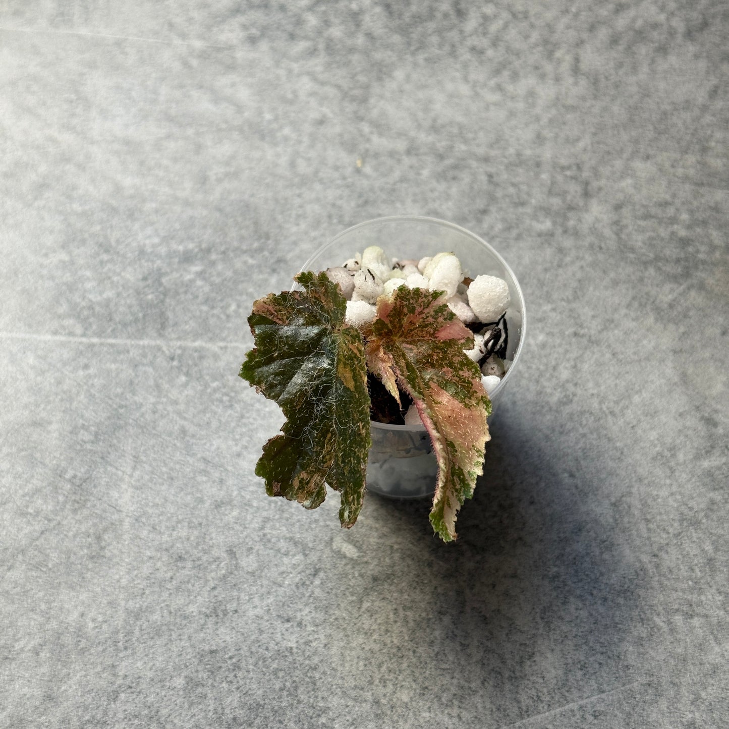 Begonia Ginny Galaxy Variegata