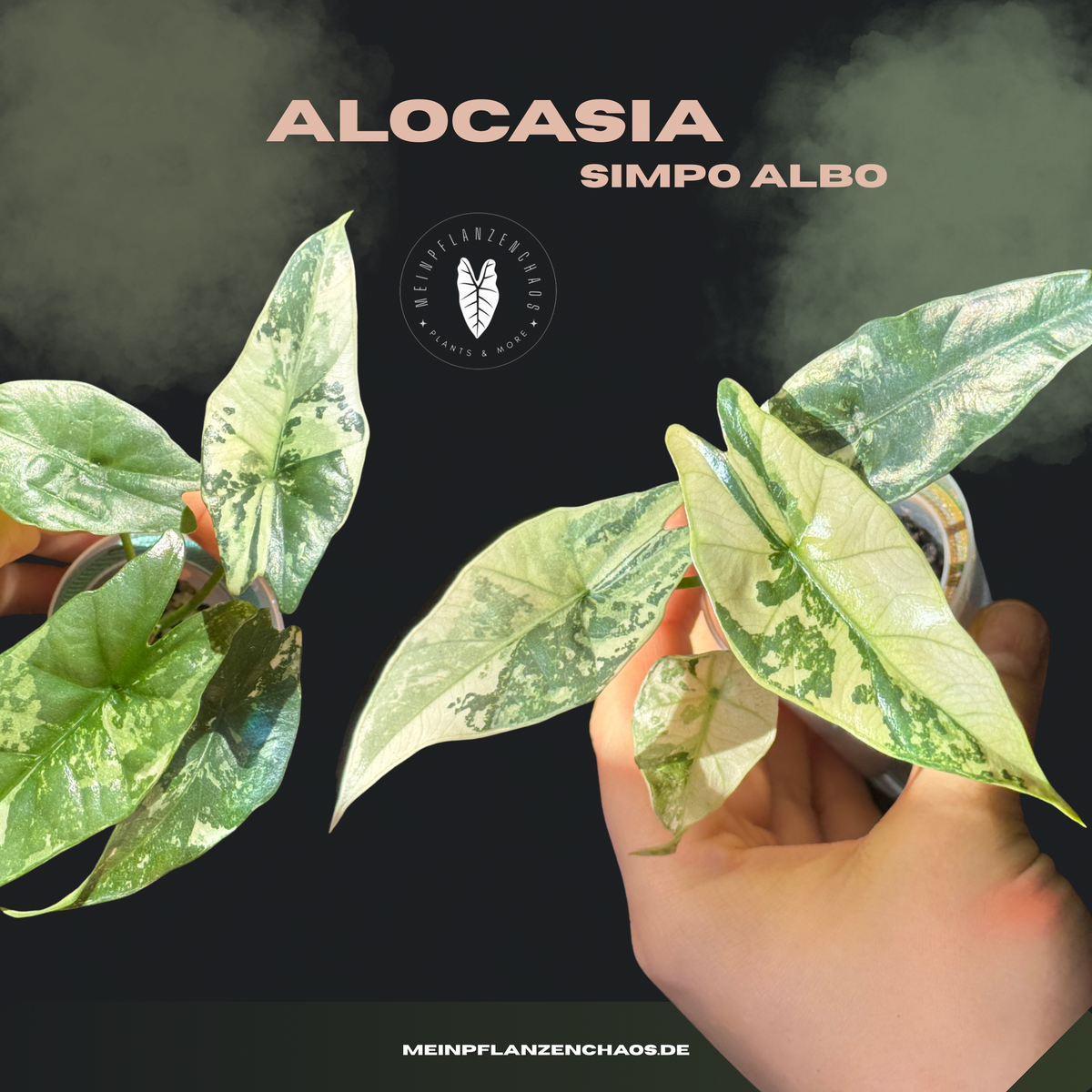 Alocasia Simpo Albo