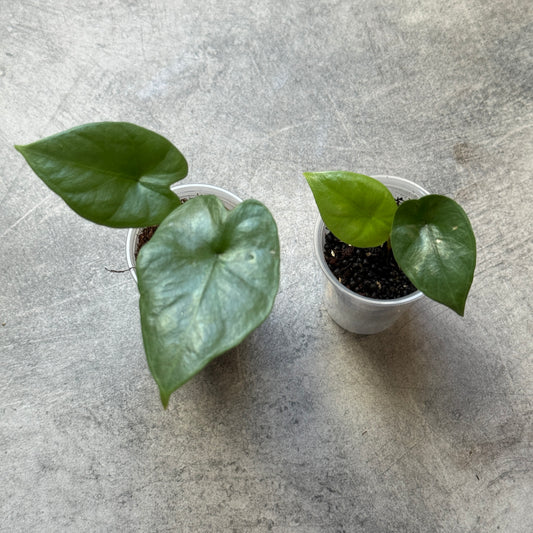 Alocasia Lukiwan