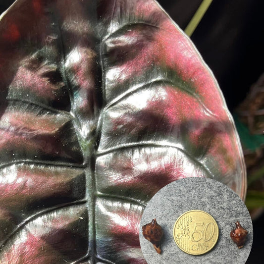 Alocasia Cuprea Red Secret Rhizome