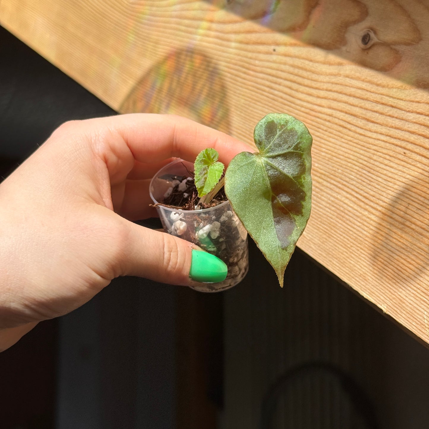 Begonia Burkillii 'Silver Edge'