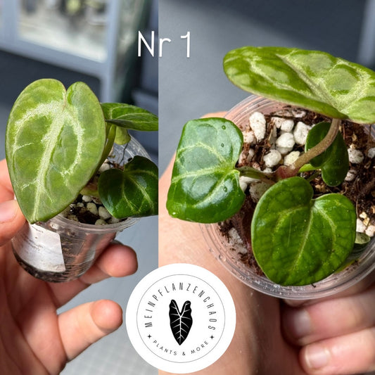 Anthurium Tezula Red Crystallium X(SKG Silver X Red Crystallinum)
