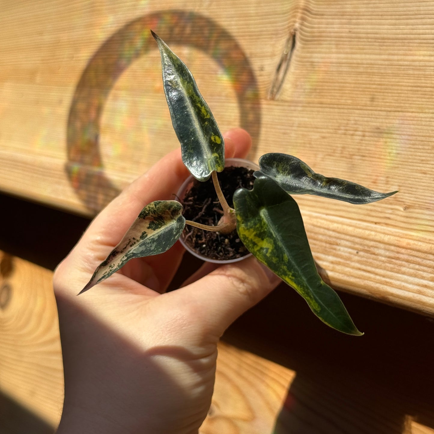 Alocasia Bambino Aurea