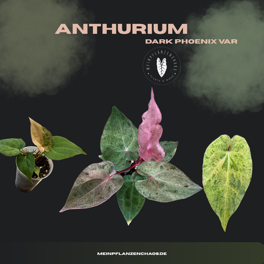 Anthurium Dark Phoenix Variegata