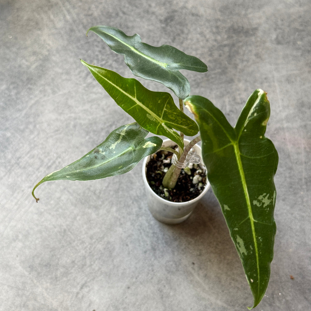 Alocasia Sarian Albo