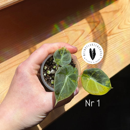 Alocasia Black Velvet Gold