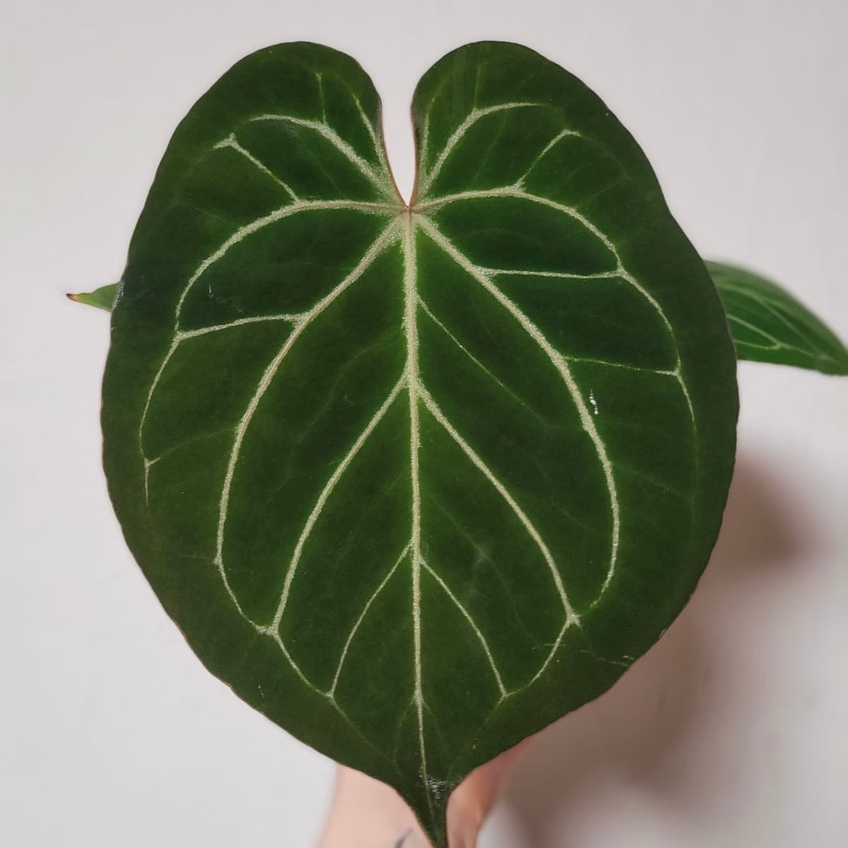 Anthurium King of Spades